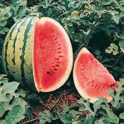Crimson Sweet Watermelon - 80 Seeds