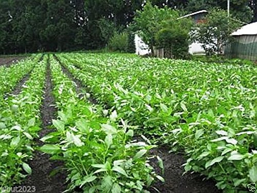 1000 Jute Seeds  Egyptian Spinach  Saluyot  Molokhia  Plant Spring or Summer !