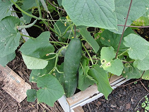 30 Plus  Sweet Success Cucumber Seeds