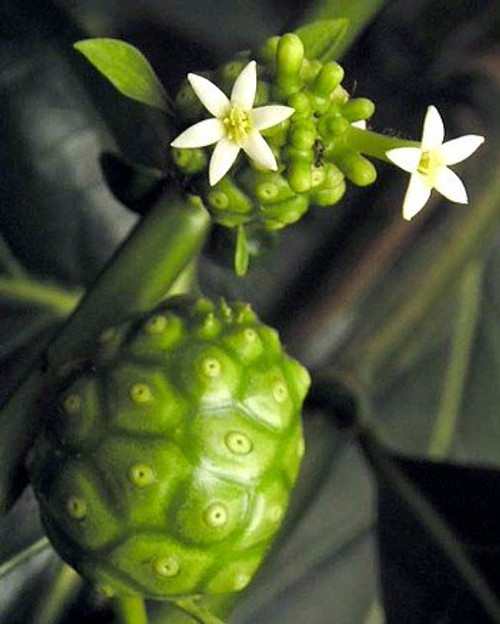 Noni Juice Plant 10 Seeds - Morinda citrifolia -Magical Noni Juice Plant 10 Seeds - Morinda citrifolia -Magical