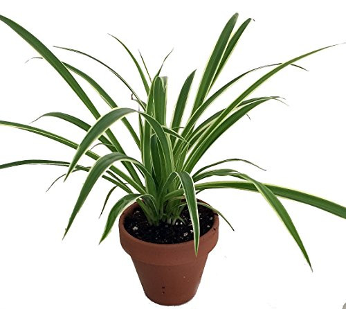Hirt s Reverse Variegated Spider Plant - 4 inch Clay Pot for Better Growth - Cleans The Air