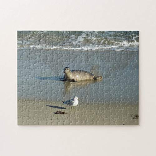 Harbor Seal at La Jolla California 500 Pieces Jigsaw Puzzle  Puzzles for Adults and Kids Jigsaw Puzzle Intellectual Decompressing Fun Family Game Toys