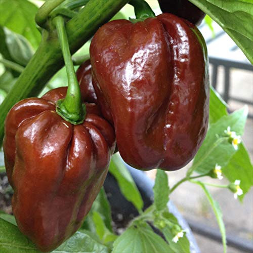 Wayland Chiles Habanero Chile Collection 80 Seeds - 4 Varieties Wayland Chiles Habanero Chile Collection 80 Seeds - 4 Varieties
