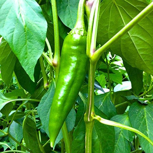 Wayland Chiles Heirloom Chile Collection 200 Seeds - 10 Varieties
