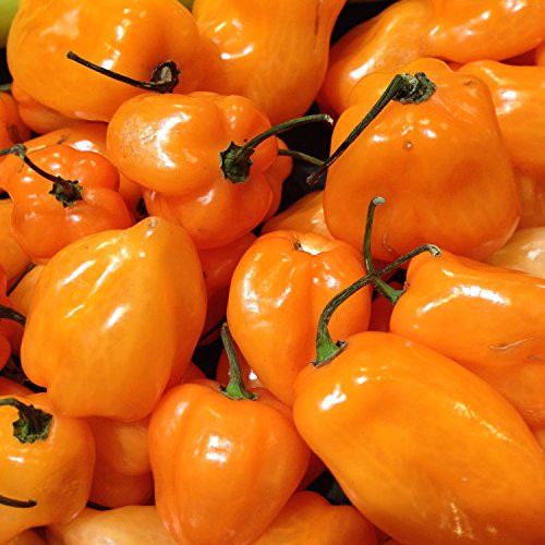 Wayland Chiles Brazilian Habanero Pepper Collection  30 Seeds - 3 Varieties