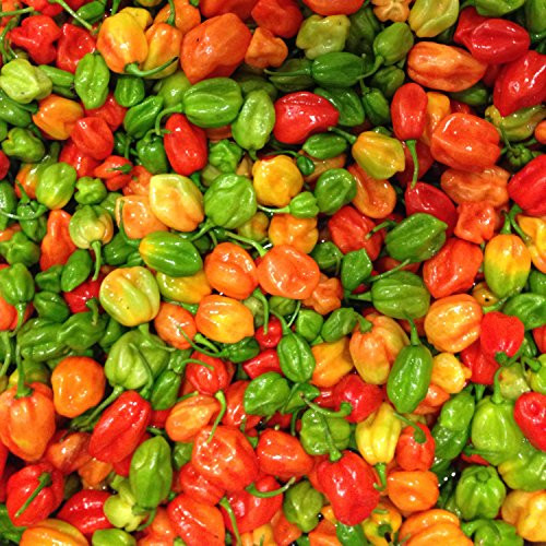 Wayland Chiles Sweet Habanero Chile Collection  80 Seeds - 4 Varieties
