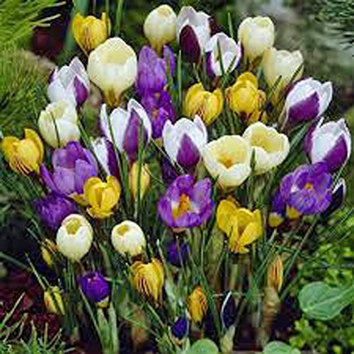 Crocus Species Mix -20 Bulbs- Purple  White  Yellow Perennial Bulb Mix