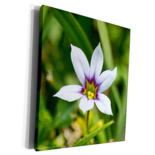 3dRose Lee Hiller Photography Hot Springs National Park Wildflowers - Lee Hiller Photography - Annual blue-eyed grass Wildflowers - Museum Grade Canvas Wrap -cw_151196_1- 3dRose Lee Hiller Photography Hot Springs National Park Wildflowers - Lee Hiller Photography - Annual blue-eyed grass Wildflowers - Museum Grade Canvas Wrap -cw_151196_1-