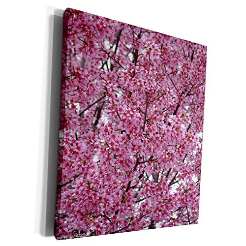 3dRose Lee Hiller Hot Springs National Park Flowers - Springs Flowers Cherry Blossoms - Museum Grade Canvas Wrap -cw_7599_1- 3dRose Lee Hiller Hot Springs National Park Flowers - Springs Flowers Cherry Blossoms - Museum Grade Canvas Wrap -cw_7599_1-