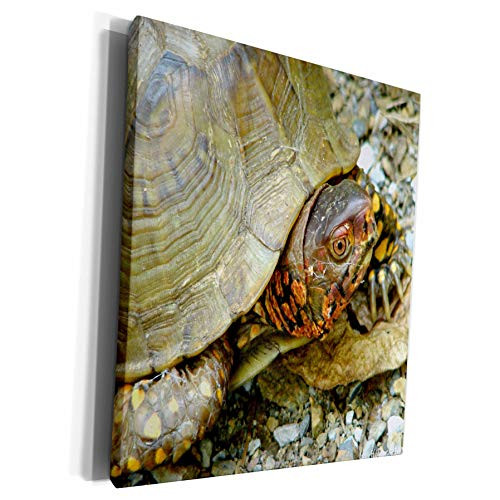 3dRose Lee Hiller Hot Springs National Park Wildlife - Male Box Turtle - Museum Grade Canvas Wrap -cw_7612_1- 3dRose Lee Hiller Hot Springs National Park Wildlife - Male Box Turtle - Museum Grade Canvas Wrap -cw_7612_1-