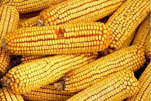 David s Garden Seeds Corn Dent Reids 8112 -Yellow- 100 Non-GMO Heirloom Seeds David s Garden Seeds Corn Dent Reids 8112 -Yellow- 100 Non-GMO Heirloom Seeds