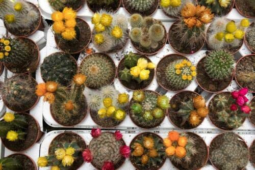 Succulent Seeds - Melocactus Mixed Variety Mix Cacti Rare Cactus globular cephalium Seed 100 Seeds Succulent Seeds - Melocactus Mixed Variety Mix Cacti Rare Cactus globular cephalium Seed 100 Seeds