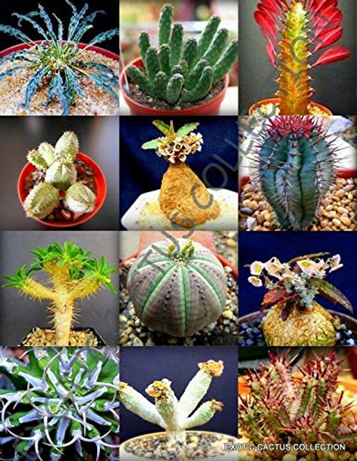 Succulent Seeds- Rare Euphorbia Variety Mix Exotic Succulent Rare Cactus Plant Seed 10 Seeds