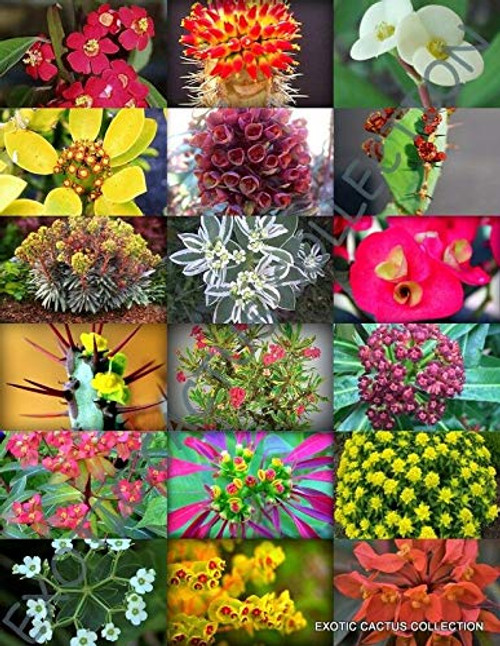 Flowering Euphorbia Variety Mix Exotic Succulent Rare Cactus Plant Seed 10 Seeds