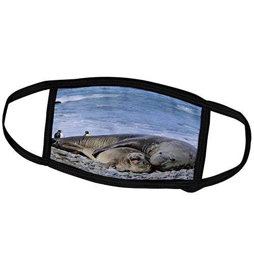 3dRose Southern Elephant Seal Bull and Cow  South Georgia - AN01. - Face Covers -fc_132233_3-