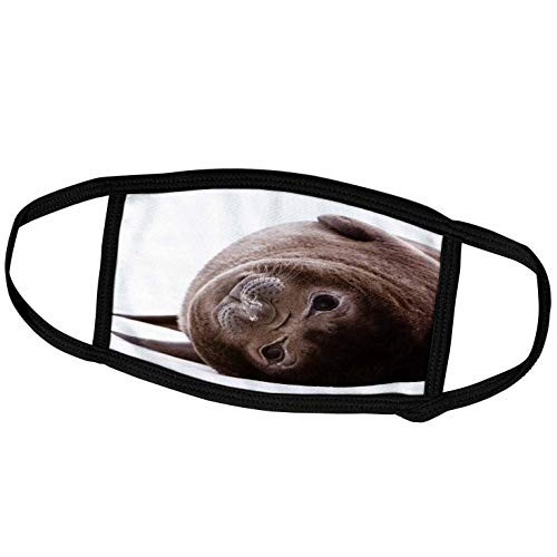 3dRose South Georgia Island  Antarctica. Baby Elephant Seal Resting. - Face Covers -fc_225326_2-