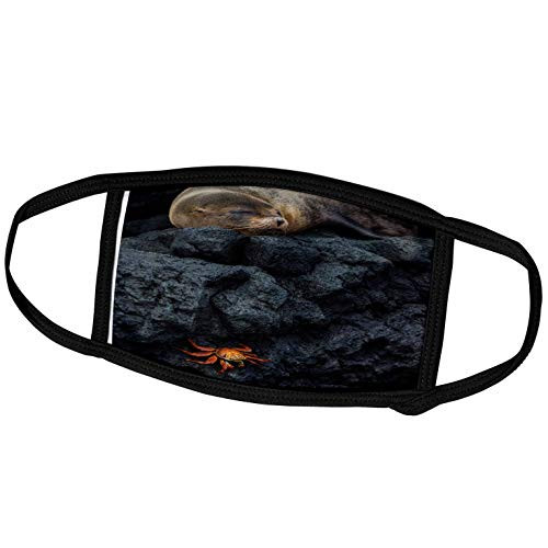 3dRose Galapagos Fur Seal Sleeping  Galapagos  Ecuador. - Face Covers -fc_228962_2-