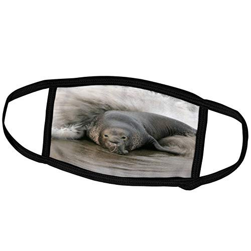 3dRose California  Bull Northern Elephant Seal - US05 BJA0165 - Jaynes. - Face Covers -fc_88181_3-