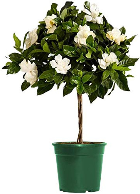 AMERICAN PLANT EXCHANGE Gardenia Veitchii Mini Topiary Tree Live Plant  6 inch Pot  Dark Green Foliage Fragrant White Flowers