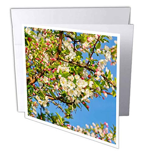 3dRose Alexis Photography - Flowers Crab Apple Blossoms - Beautiful Paradise Apple Flowers on a Sunny Spring Day - 6 Greeting Cards with envelopes -gc_305597_1- 3dRose Alexis Photography - Flowers Crab Apple Blossoms - Beautiful Paradise Apple Flowers on a Sunny Spring Day - 6 Greeting Cards with envelopes -gc_305597_1-
