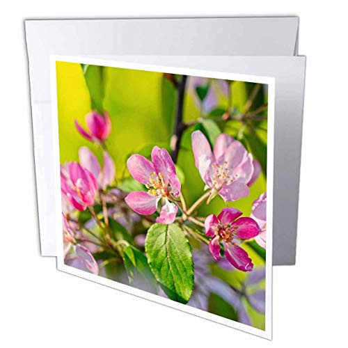 3dRose Alexis Photography - Flowers Crab Apple Blossoms - Pink Spring Blossoms  Crab Apple Tree in Bloom  Sunny Day of Spring - 12 Greeting Cards with envelopes -gc_305600_2- 3dRose Alexis Photography - Flowers Crab Apple Blossoms - Pink Spring Blossoms  Crab Apple Tree in Bloom  Sunny Day of Spring - 12 Greeting Cards with envelopes -gc_305600_2-