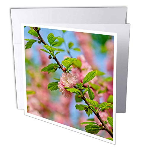 3dRose Alexis Photography - Flowers Prunus Triloba - Flowers of a Flowering Plum Prunus triloba in Spring Green Leaves - 1 Greeting Card with Envelope -gc_312407_5- 3dRose Alexis Photography - Flowers Prunus Triloba - Flowers of a Flowering Plum Prunus triloba in Spring Green Leaves - 1 Greeting Card with Envelope -gc_312407_5-