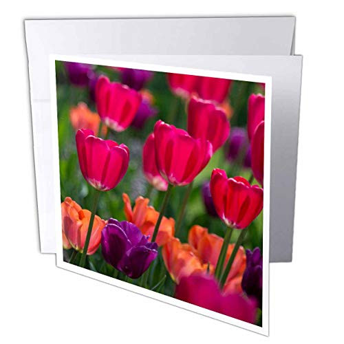 3dRose Danita Delimont - Tulips - Bright Spring Tulips in red and Orange and Purple. - 6 Greeting Cards with envelopes -gc_313903_1-