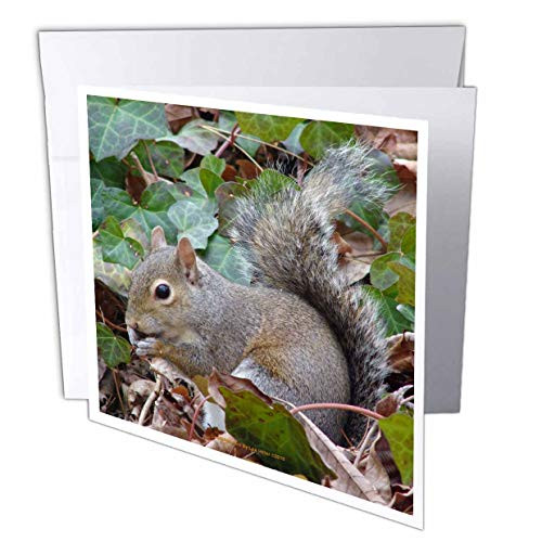 3dRose Lee Hiller Photography Hot Springs National Park Wildlife - Wildlife Squirrel in The Ivy - 12 Greeting Cards with envelopes -gc_5265_2-
