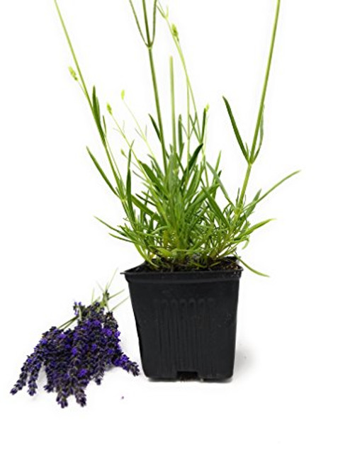 Findlavender - Lavender Grosso -Dark Purple Flowers- - 4 inch Size Pot - Zones 4-11 - Bee Friendly - Attract Butterfly - Evergreen Plant - 1 Live Plant