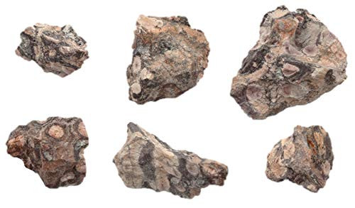 6PK Raw Rhyolite  Igneous Rock Specimens - Approx. 1 inch - Geologist Selected  and  Hand Processed - Great for Science Classrooms - Class Pack - Eisco Labs