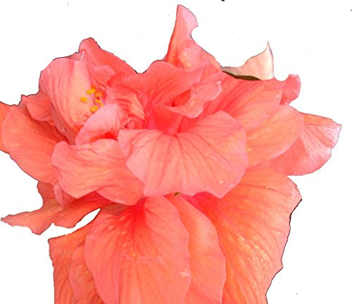 Jane Cowl Orange Peach Tropical Hibiscus Live Plant Double Flower Landscape Type Starter Size 4 Inch Pot Emerald TM Jane Cowl Orange Peach Tropical Hibiscus Live Plant Double Flower Landscape Type Starter Size 4 Inch Pot Emerald TM