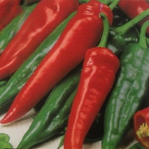 NuMex Big Jim Chili Pepper 30 Seeds - 12 Inches Long!