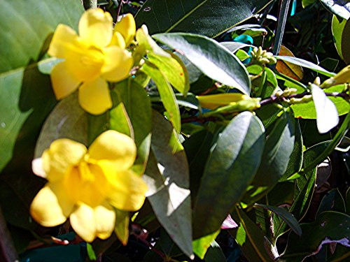 Carolina Jasmine Fragrant Swamp Jessamine Yellow Spring Flowering Vine Live Plant Starter Size 4 Inch Pot Emerald TM Carolina Jasmine Fragrant Swamp Jessamine Yellow Spring Flowering Vine Live Plant Starter Size 4 Inch Pot Emerald TM