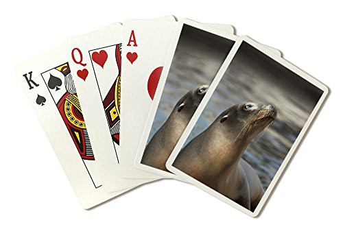 Harbor Seal  Playing Card Deck - 52 Card Poker Size with Jokers