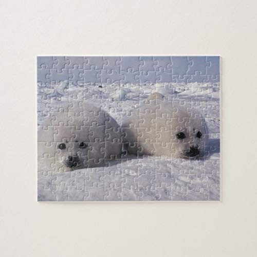 Harp Seal  Phoca Groenlandica  Harp Seal Pups 500 Pieces Jigsaw Puzzle  Puzzles for Adults and Kids Jigsaw Puzzle Intellectual Decompressing Fun Family Game Toys