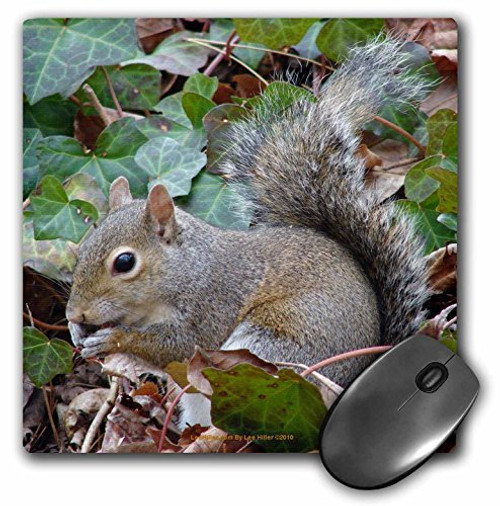 3dRose Lee Hiller Photography Hot Springs National Park Wildlife - Wildlife Squirrel in The Ivy - Mousepad mp_5265_1 3dRose Lee Hiller Photography Hot Springs National Park Wildlife - Wildlife Squirrel in The Ivy - Mousepad mp_5265_1