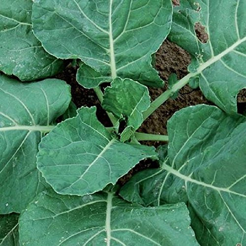 David s Garden Seeds Collards Vates 6443  Green  500 Non-GMO  Heirloom Seeds