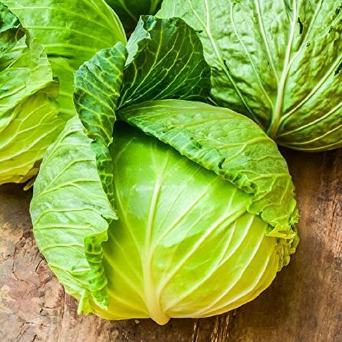 David s Garden Seeds Cabbage Brunswick 5846  Green  200 Non-GMO  Heirloom Seeds