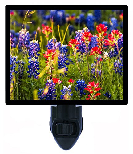 Night Light  Spring Wildflowers in Texas  Bluebonnets  Flower and Garden