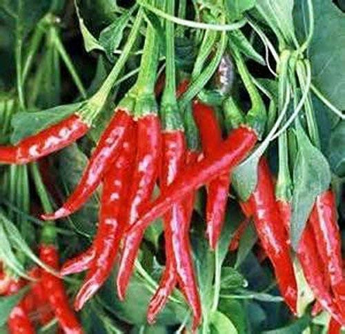 Pepper  Thai HOT Pepper Seeds  Heirloom  50 Seeds  Very Spicy Great Fresh OR Dried