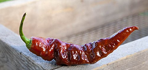 Chocolate Bhut Jolokia Heirloom Ghost Pepper Premium Seed Packet Plus More Chocolate Bhut Jolokia Heirloom Ghost Pepper Premium Seed Packet Plus More