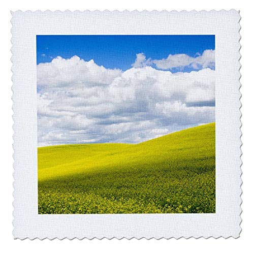 3dRose USA  WA  Palouse Region. Spring Canola field with clouds - Quilt Squares  qs_333032_7