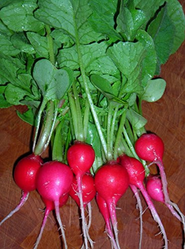 500 Plus Radish Seeds- Cherry Belle Radish