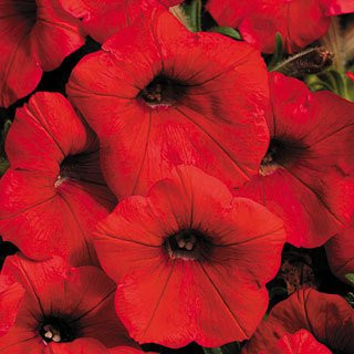 Shock Wave Red Petunia Seeds Seed Pack