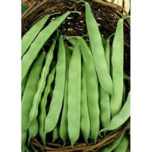 200 Seeds Roma Ii Bush Green Bean Seeds Non-gmo  Heirloom