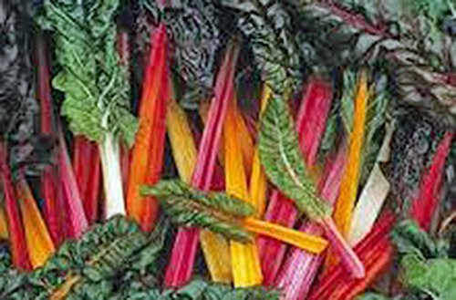 Swiss Chard Seeds Swiss Chard  Rainbow  Heirloom  100 Seeds  Non GMO