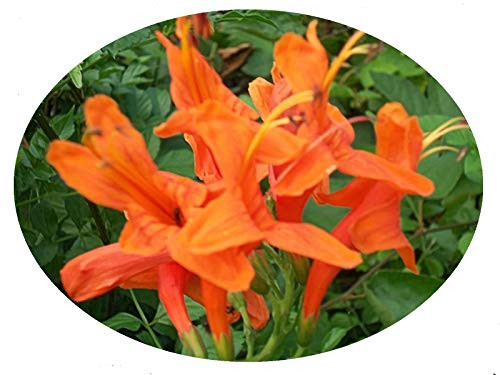 Orange Cape Honeysuckle Live Semi-Tropical Plant Red Tecoma Capensis Starter Plant 4 Inch Pot Emerald TM