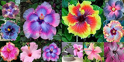 On Sale    200pcs Hibiscus Seeds 24kinds Hibiscus Rosa-sinensis Flower Seeds Hibiscus Tree Seeds for Flower Potted Plants