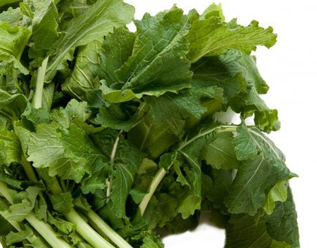 Turnip Seven Top Deer Food Plot Great Heirloom Vegetable by Seed Kingdom Bulk 5 Lb Seeds