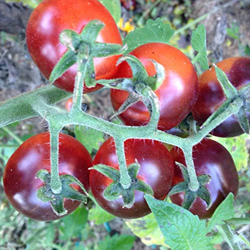 Wayland Chiles Extraordinary Cherry Tomato Collection  80 Seeds - 4 Varieties